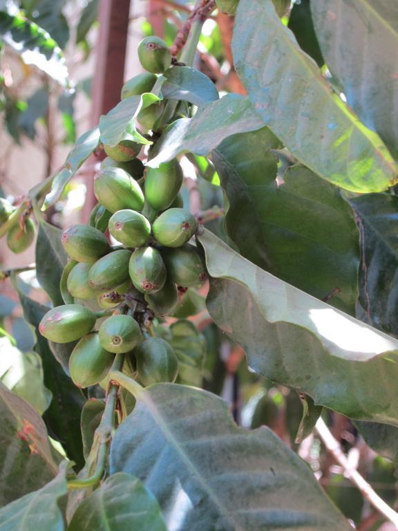 Manuhie Backpackers Lodge Bahir Dar Luaran gambar